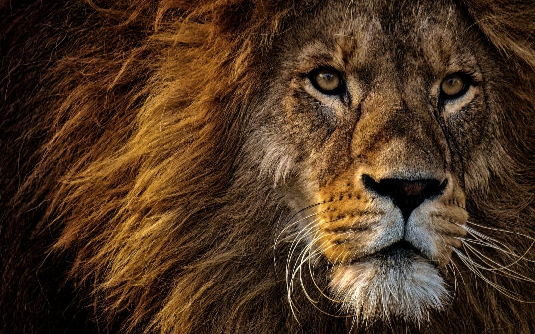 The Fox and the Lion